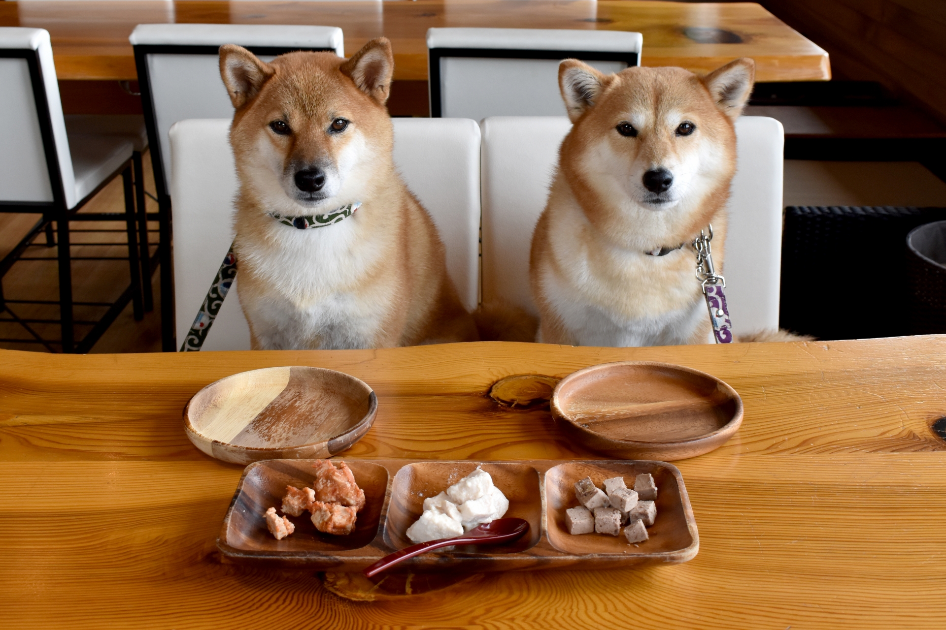 初めてのドッグカフェで気をつけたい事 ドッグトータルサポートならandycafe アンディカフェ 公式ブログ